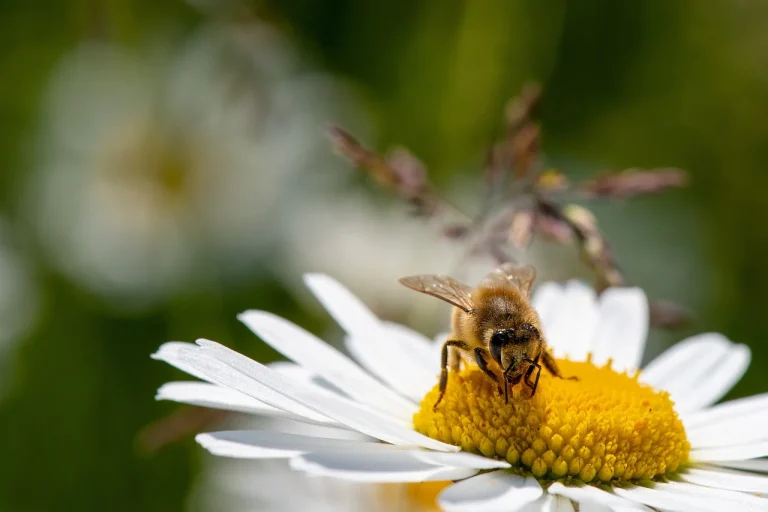 daisy-7291228_1280