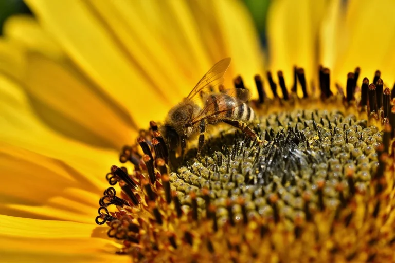 insect-6967602_1280