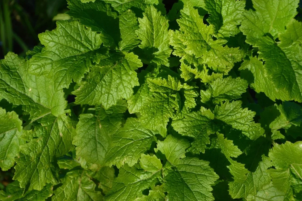 leaf-4787248_1280