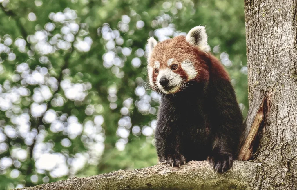 red-panda-4211083_1280