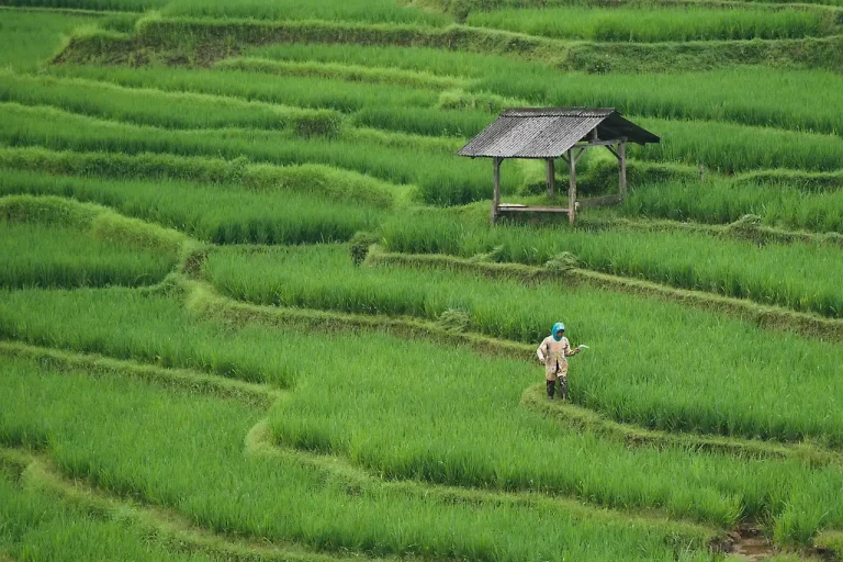 rice-field-7890204_1280