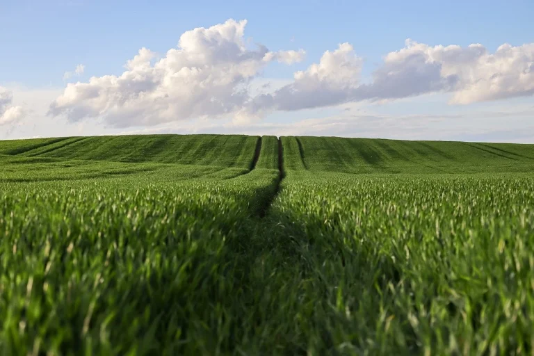 wheat-9666681_1280